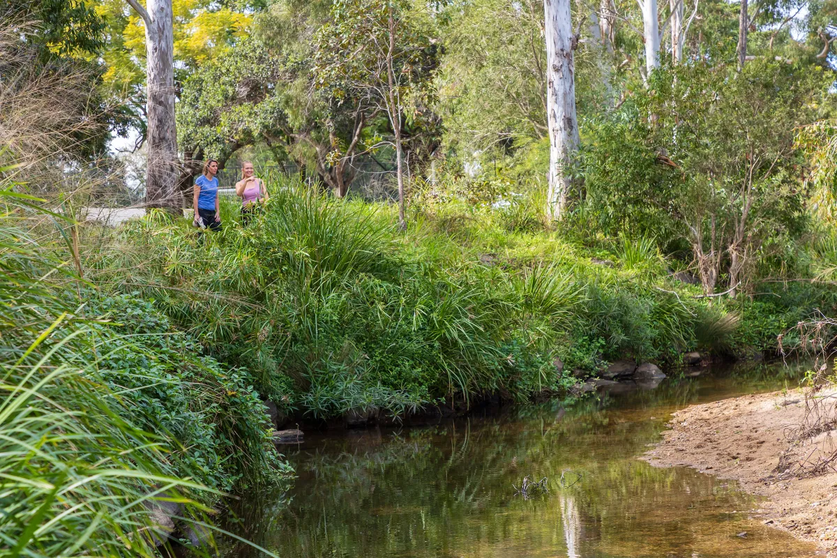 Sunlit parkland beside Kedron Brook with new native plantings and a walking path